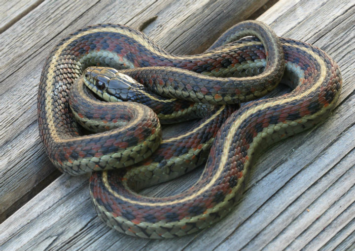 Coast Garter Snake
